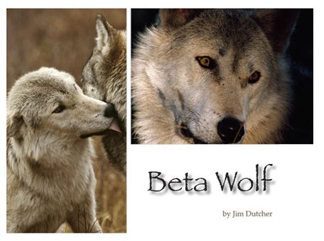 what is a wolf beta,wolf pack